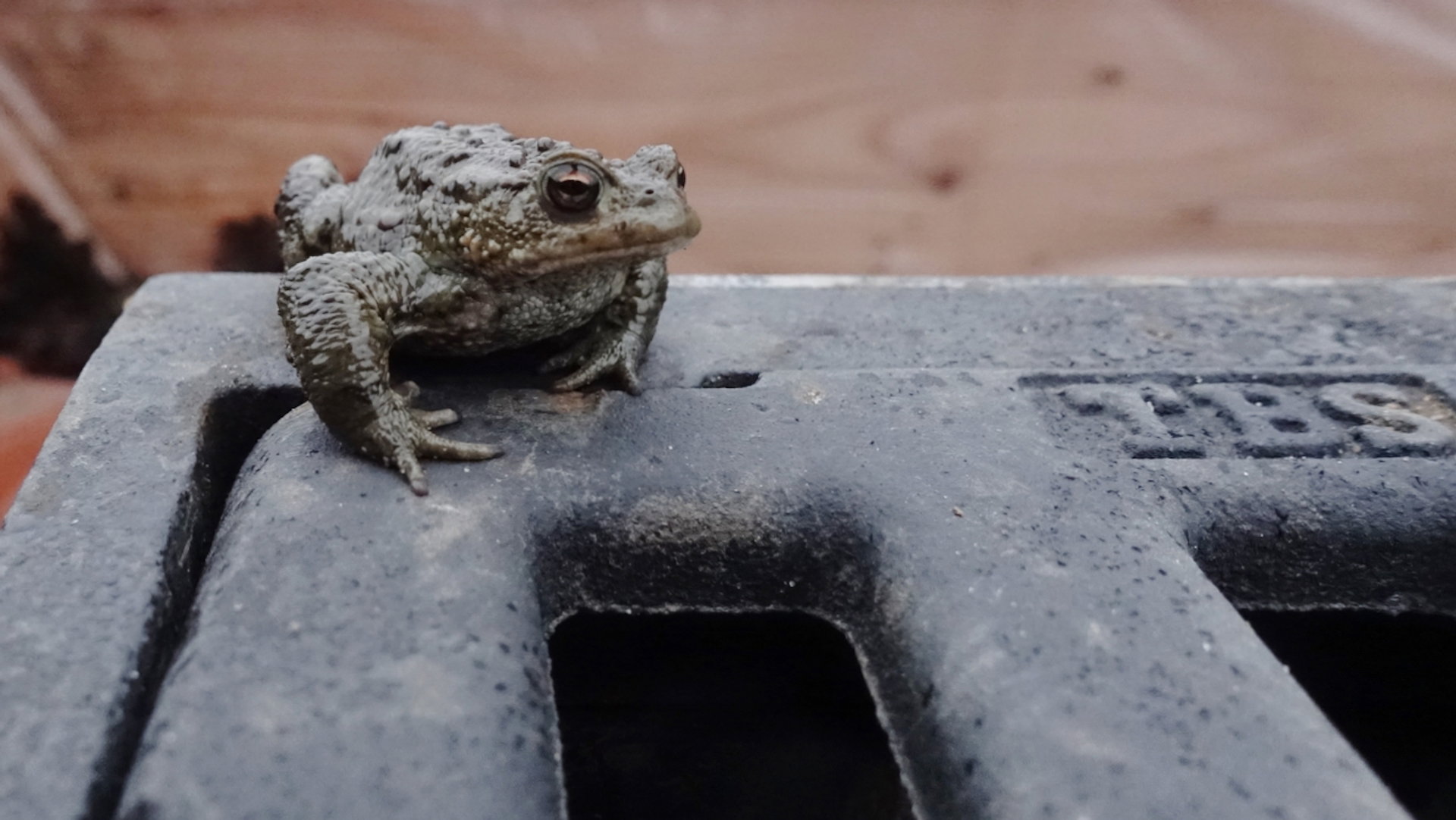 Padden en kikkers uit de put | NPO Radio 1