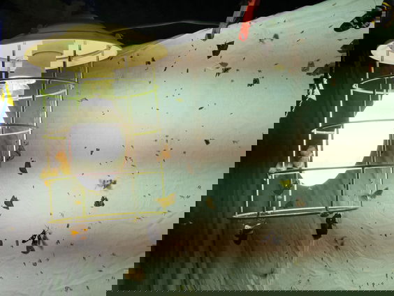 Entomoloog naar Papoea-Nieuw-Guinea