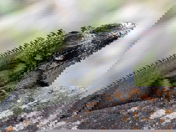 Liefde voor bedreigde leguaan