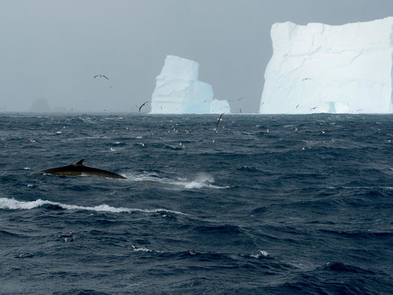 Hoe schadelijk is vogelgriep op Antarctica?