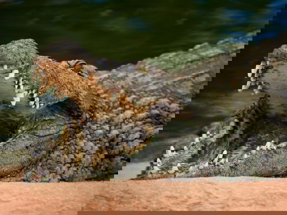 Hoe werkt ongeslachtelijk voortplanten?