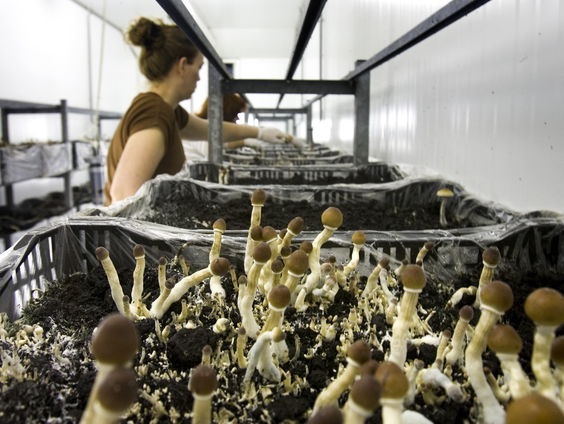 EU maakt miljoenen vrij voor studie naar psilocybine