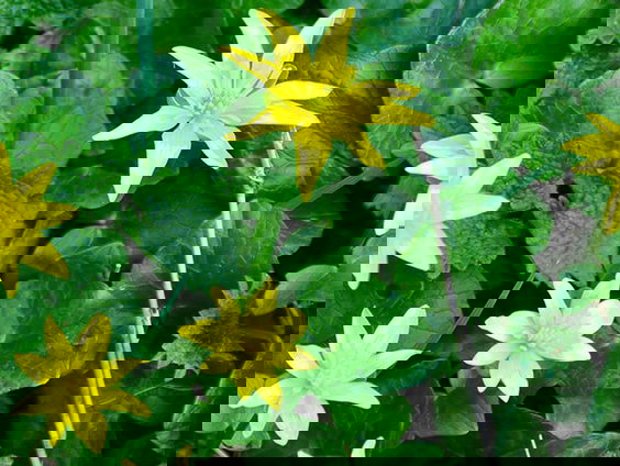 Fenolijn 5 februari 2023