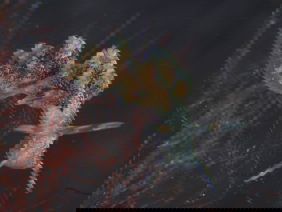 Nieuwe soorten ontdekt bij mega-onderzoek Nederlandse natuur