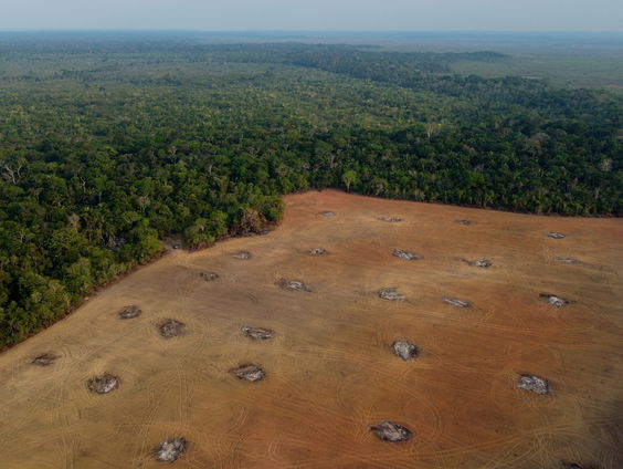 Dieren doen het goed in gekapt regenwoud