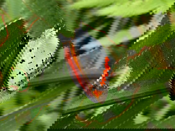 Fenolijn 9 juli 2023