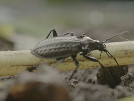 Onderzoek naar oeverinsecten
