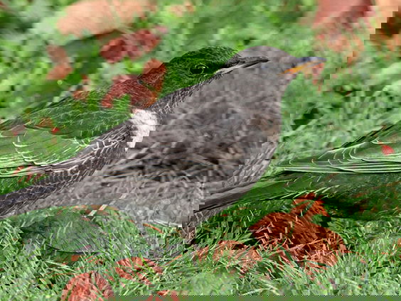 Fenolijn 13 november 2022 -