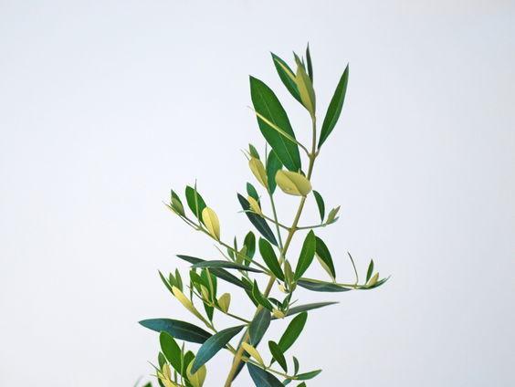 Planten van bomen veroorzaakt spanningen in Negev-woestijn