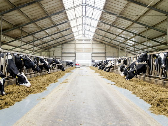 Brussel gaat akkoord met uitkoop piekbelasters stikstof in veehouderij