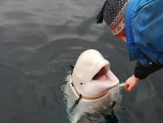 Gebruikt Rusland dolfijnen om de haven op De Krim te verdedigen?