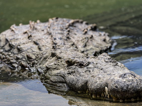 Krokodil legt ei zonder bevruchting