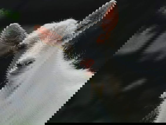 VVD Gelderland wil af van geitenstop, maar dat leidt tot grote zorgen bij inwoners