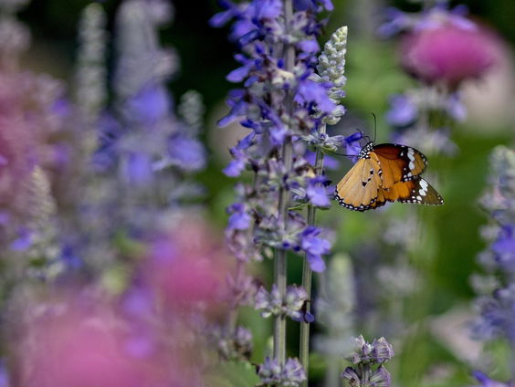 Veel meer nacht- dan dagvlinders in Nederland geteld