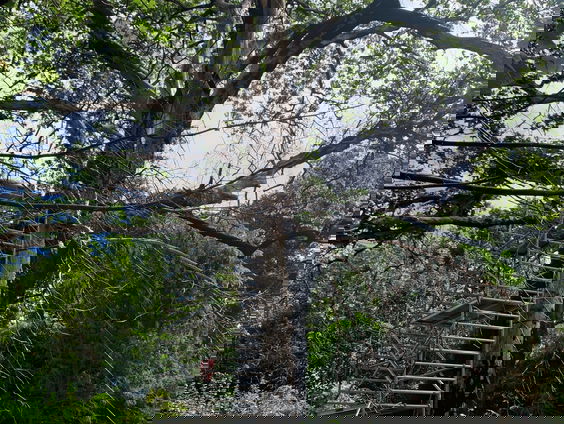 Eeuwenoude boom als feniks uit de as met bypass-operatie