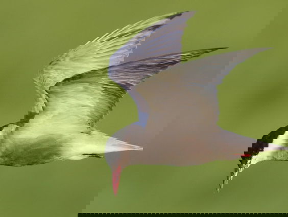 Doet vogelgriep de enige Nederlandse witwangsterns de das om?