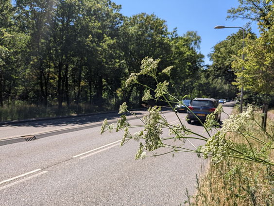 Filosofendoder rukt op langs snelweg