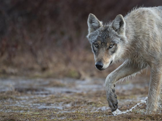 De wolf komt steeds dichterbij