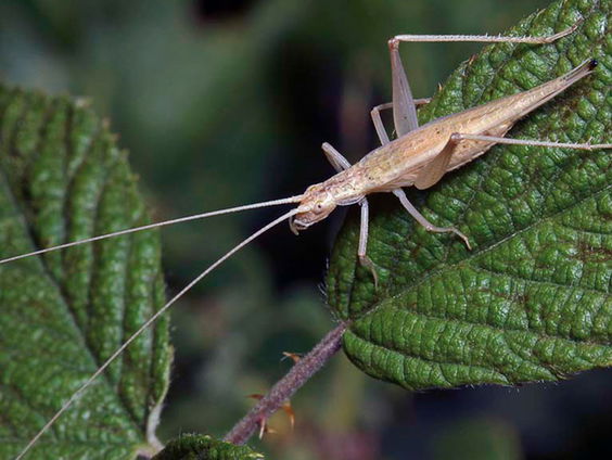 Zomers getrjirp van de boomkrekel