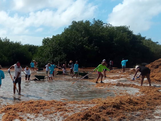 Cariben zuchten onder zeewier