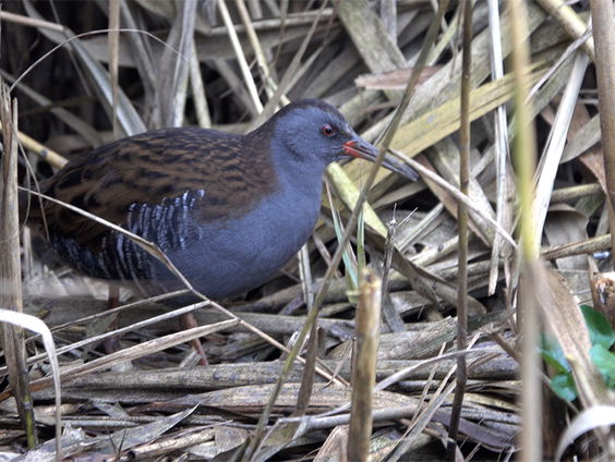 Steeds meer gegil van waterrallen