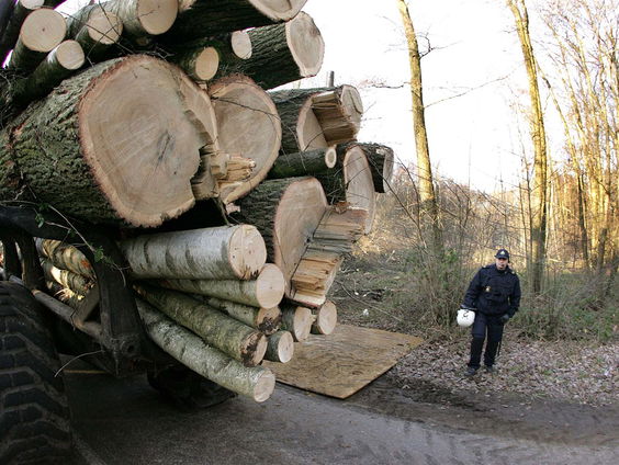 De schimmige handel in illegaal hardhout