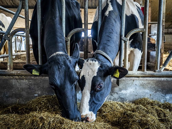 'Insecten zijn veelbelovend als vervanging voor veevoer'