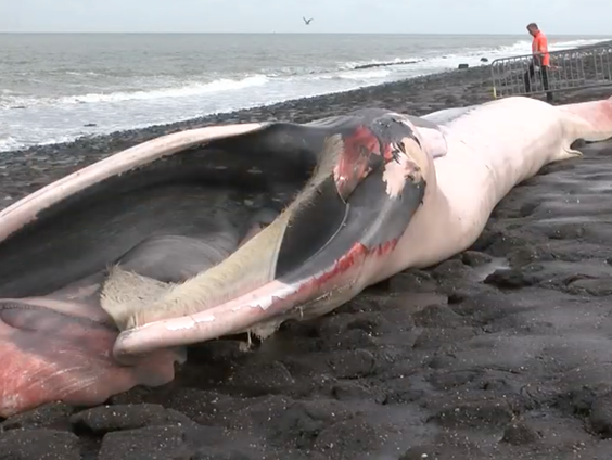 Pepijn Kamminga ontleedt aangespoelde vinvis