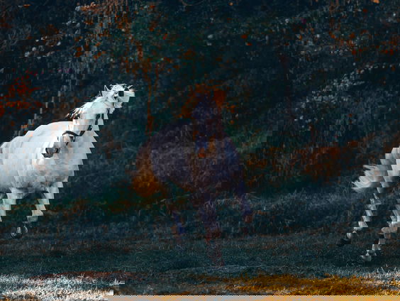 Hoe ethisch verantwoord is het om met levende dieren op een filmset te werken?