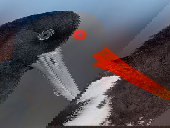 Scholeksters komen samen in de soos