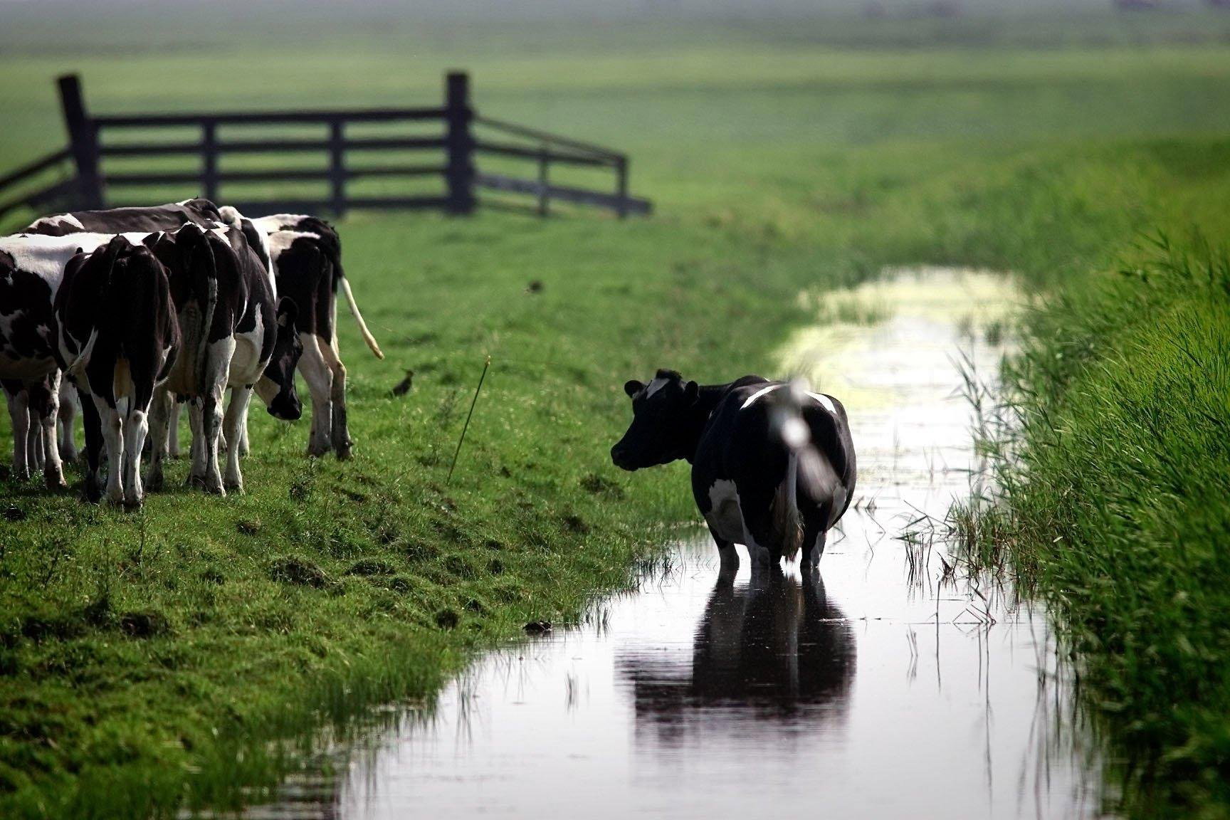 spreekwoorden ontrafelen: oude koeien uit de sloot halen | NPO Radio 1
