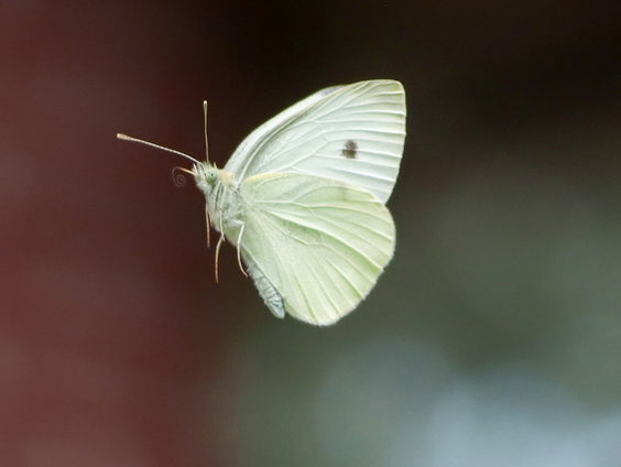 Fenolijn 20 augustus 2023