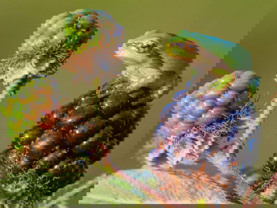 Het slechte imago van de braam