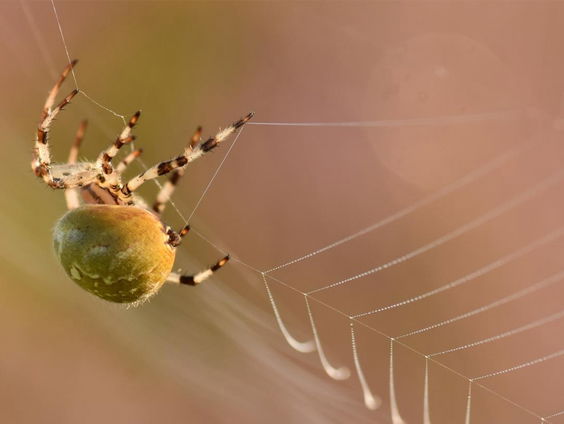 Spinnentijd in huis en tuin
