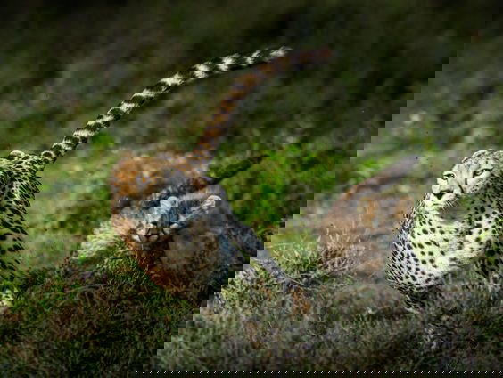 'Cheeta's mogelijk ingezet als onderhandelingsmiddel'