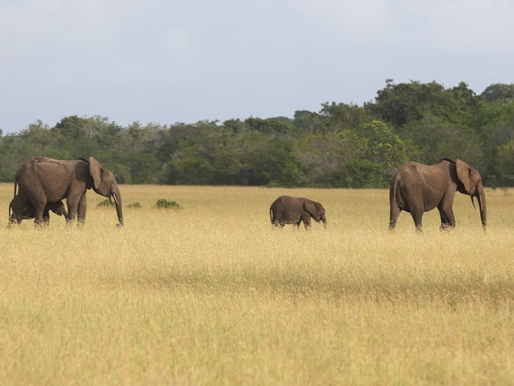 Wat is het doel van African Climate Week?