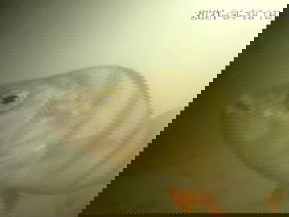 Ding dong! Druk op de Visdeurbel