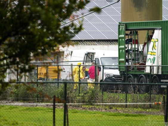 Is het inenten van kippen de oplossing tegen de vogelgriep?