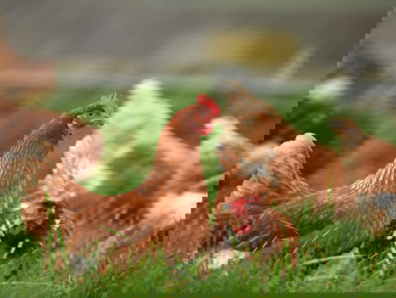 Zijn we voorbereid op een nieuwe zoönose?