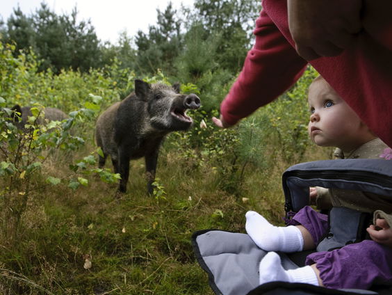 Dierenarts Peter Klaver over vier gedumpte hangbuikzwijntjes, die niet te vangen zijn