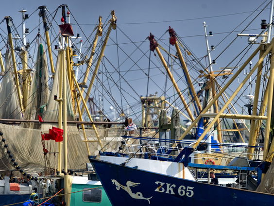 Garnalenvissers vrezen voor nieuwe regels, zijn die zorgen terecht?