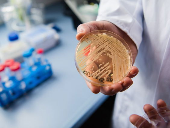 Waarom weten we zo weinig over schimmels?