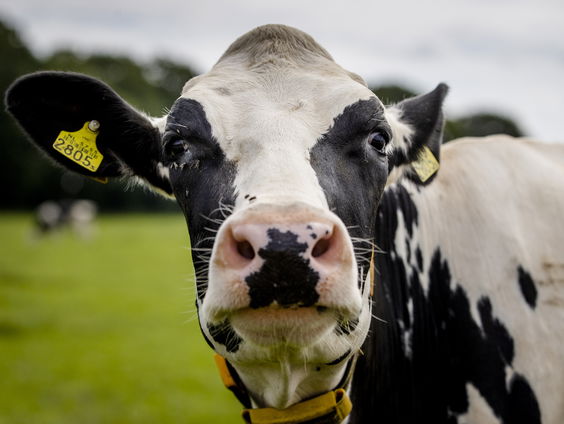 Stikstofoverschot gedaald in 2021