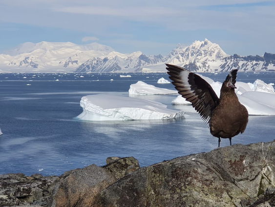 Hallo Hilversum, hier Antarctica!