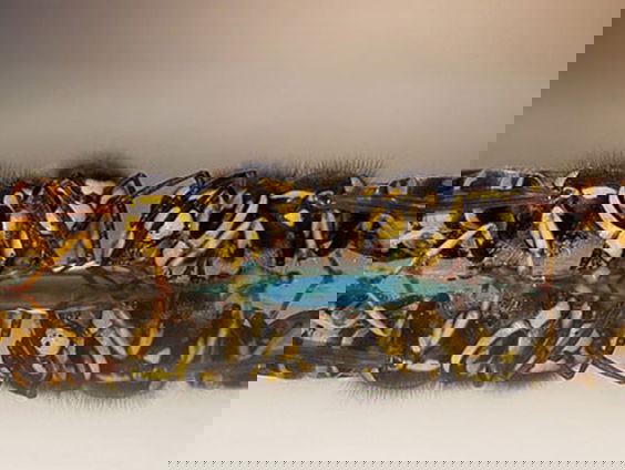 Juliwesp: Nederlandse wesp in het zonnetje