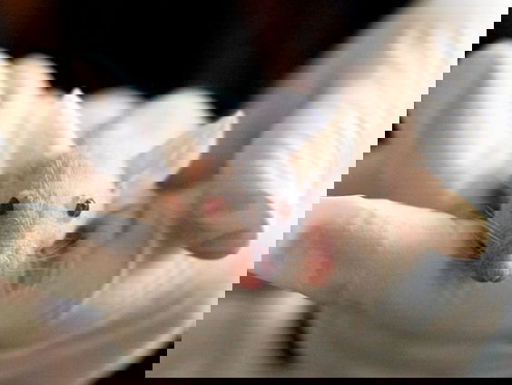 Europese Commissie wil naar een dierproefvrij Europa