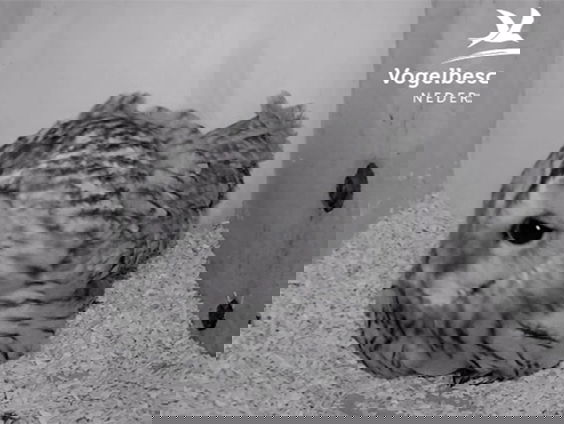 Beleef de Lente gaat van start!