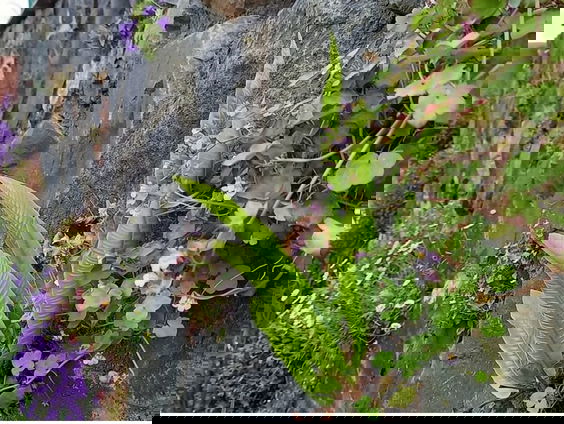 Bijzondere muurplanten terug op Amsterdamse kademuren