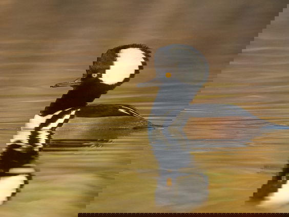 Vogelpracht in de Verenigde Staten