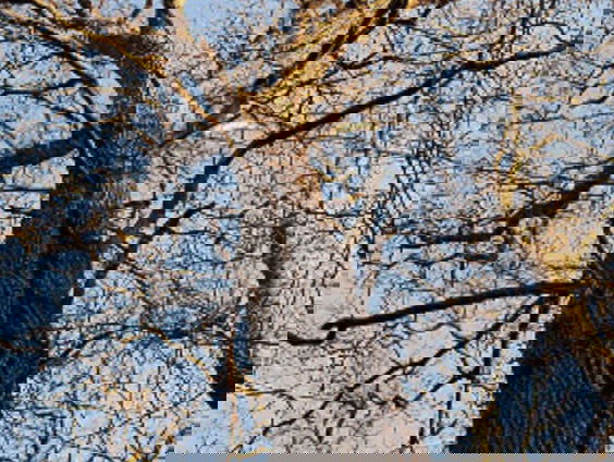 Bekroning bedreigde boom Amelisweerd